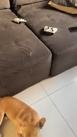 Sofá coberto de pelos com cachorro ao lado